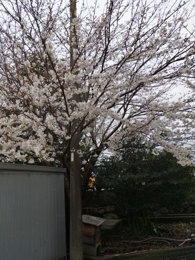 桜咲く入学式