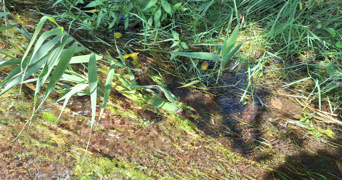 川で出会った生き物たち