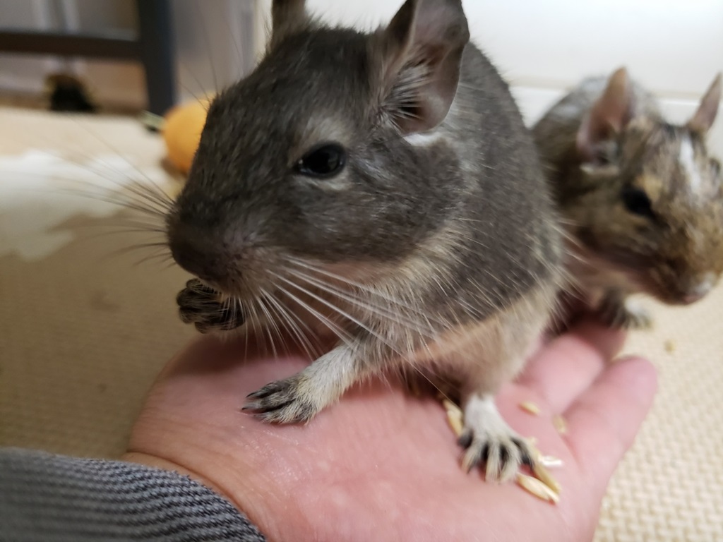 花と魚と小動物