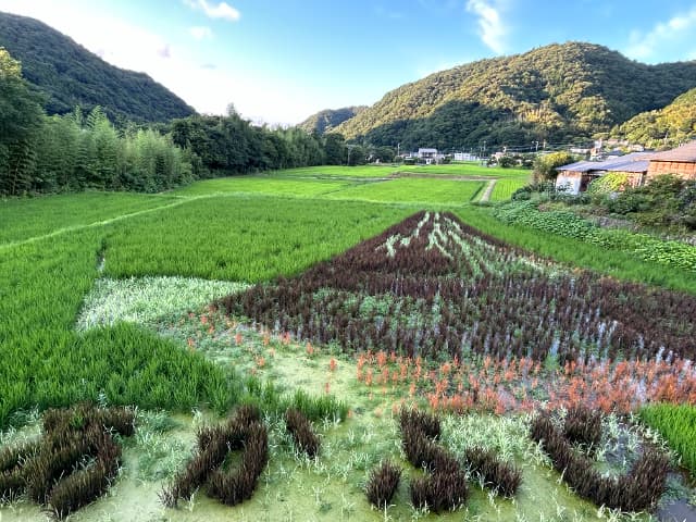 田んぼアート2025