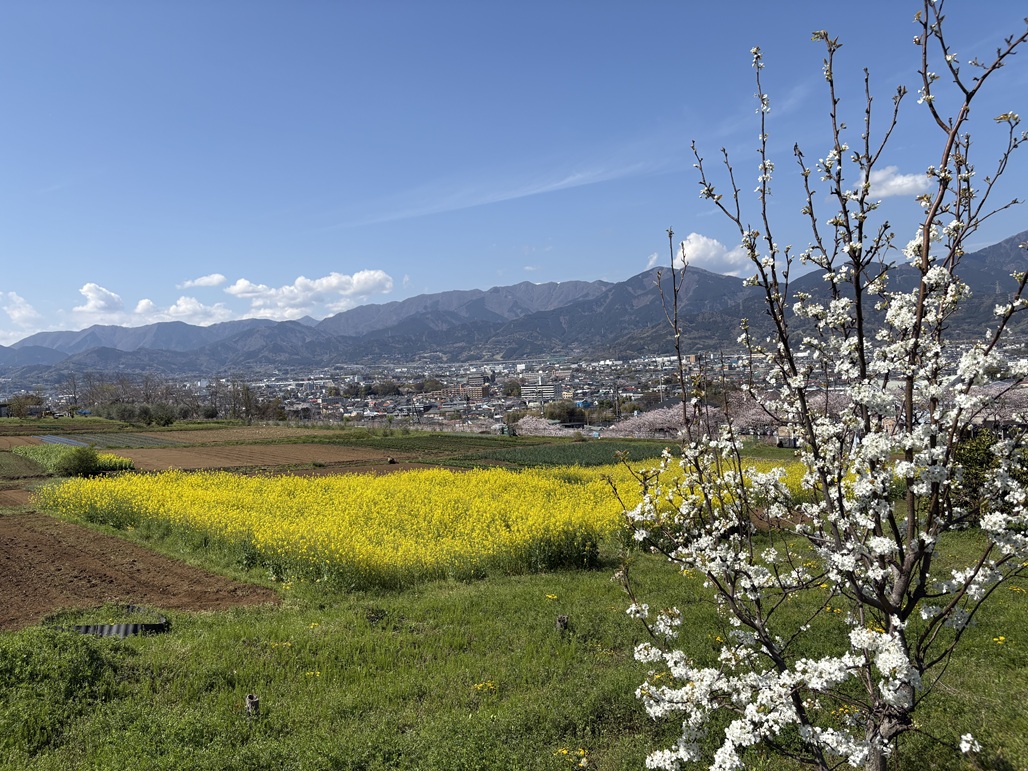 桜のまち・秦野