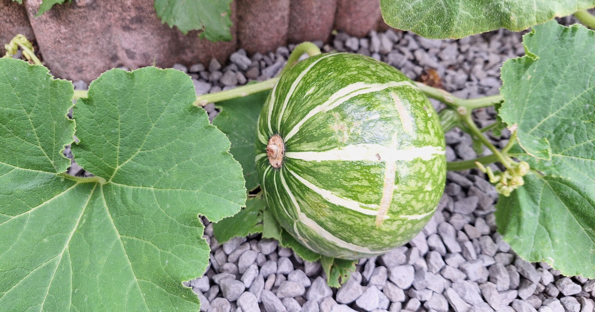 カボチャの成長