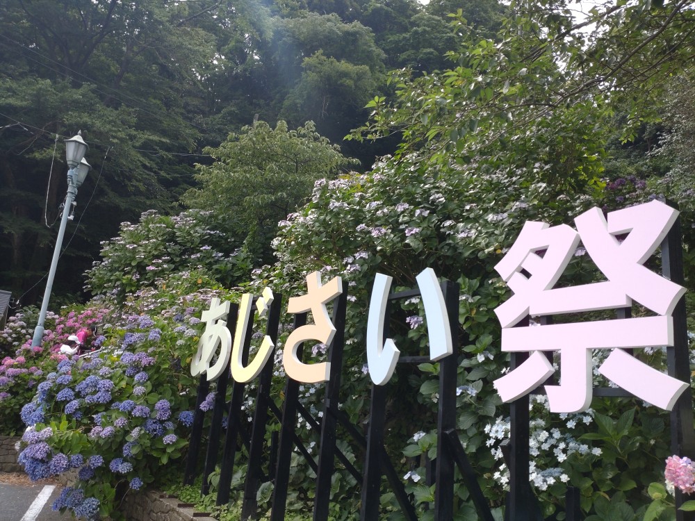 下田公園にあじさいを見に行ってきた