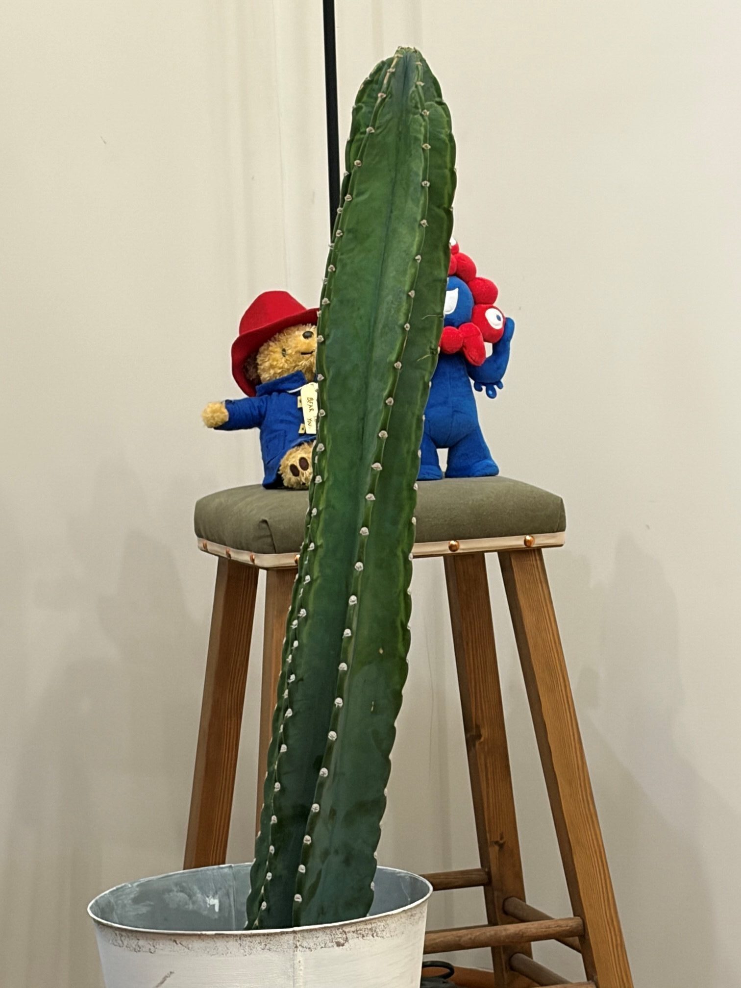 サボテンとゴムの木