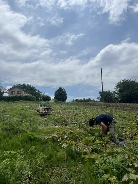 箱根西麓でかぼちゃの収穫がはじまりました！